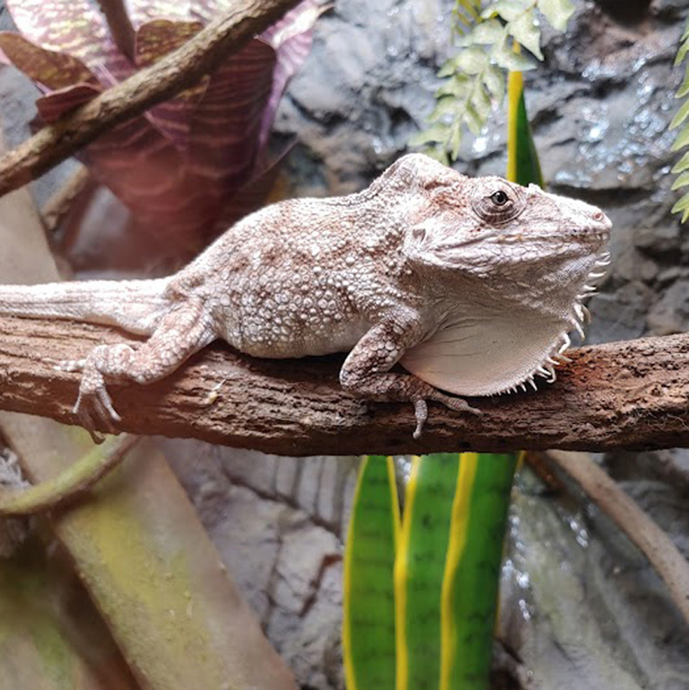 A pale gray lizard sits on a branch.