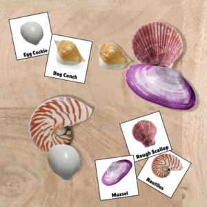 Various seashells on a wooden surface, including Egg Cockle, Dog Conch, Nautilus, Rough Scallop, and Mussel.